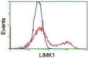 Image no. 3 for anti-LIM Domain Kinase 1 (LIMK1) antibody (ABIN1499145)