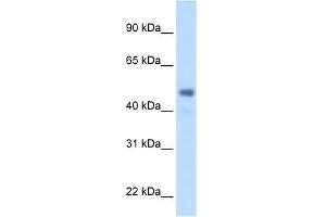 FGG antibody used at 2. (FGG anticorps  (Middle Region))