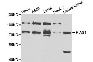 Western blot analysis of extract of various cells, using PIAS1 antibody.