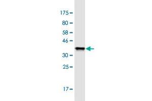 Western Blot detection against Immunogen (35. (PDCD1LG2 anticorps  (AA 22-111))