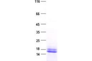 Validation with Western Blot