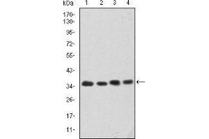 Western blot analysis using CDK5 mouse mAb against Hela (1), K562 (2), PC-12 (3) and Cos7 (4) cell lysate.