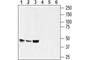 Western blot analysis of rat spleen (lanes 1 and 4), mouse spleen (lanes 2 and 5) and mouse brain (lanes 3 and 6) lysates: - 1-3. (Septin 7 anticorps  (Intracellular))