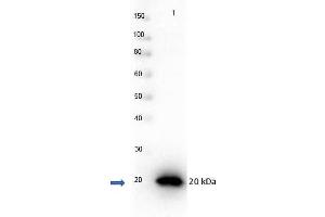 Western Blot of Rabbit anti-PARP1-AD with protein Western Blot of recombinant PARP1 with Rabbit anti-PARP1 (internal) antibody. (PARP1 Protein (Internal Region))