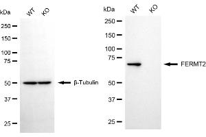 Western blotting analysis using FERMT2 antibody (ABIN7798592). (FERMT2 anticorps)