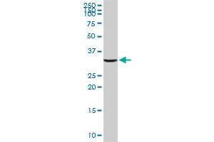 ANXA2 MaxPab rabbit polyclonal antibody.