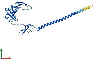AlphaFold protein structure predicition of Human Recombinant RPS6 Protein, UniprotID P62753