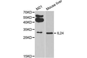 Western Blotting (WB) image for anti-Interleukin 24 (IL24) antibody (ABIN1875418) (IL-24 anticorps)