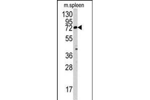 Western blot analysis of MGAT3 antibody (N-term) (ABIN389044 and ABIN2839255) in mouse spleen tissue lysates (35 μg/lane). (MGAT3 anticorps  (N-Term))