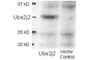 Western blot using  affinity purified anti-Ube2j2 antibody shows detection of Ube2j2 in 293 cells over-expressing Myc-Ube2j2 (Lane 1). (UBE2J2 anticorps  (Internal Region))