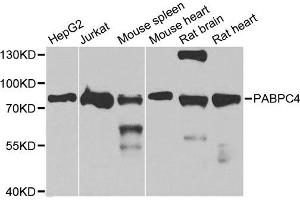 Western blot analysis of extracts of various cell lines, using PABPC4 antibody. (PABPC4 anticorps  (AA 350-450))