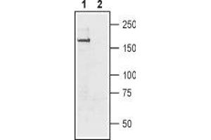 Western blot analysis of rat brain membrane: - 1.