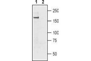 Western blot analysis of rat brain membrane: - 1. (SCN11A anticorps  (C-Term, Intracellular))