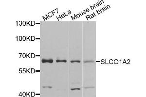 Western blot analysis of extracts of various cells, using SLCO1A2 antibody. (SLCO1A2 anticorps)