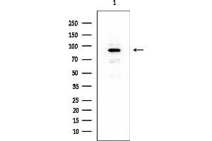 Western blot analysis of lysates from Rat testis, using TrkA Mouse Monoclonal Antibody at 1/1000 dilution.
