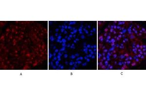 Immunofluorescence analysis of rat kidney tissue. (TUBB anticorps  (AA 370-450))