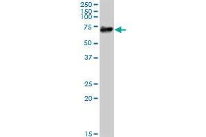 PTGS1 MaxPab polyclonal antibody.