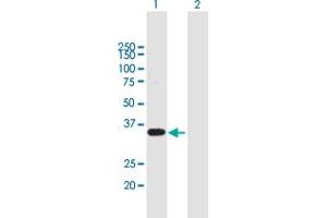 Western Blot analysis of WBP2 expression in transfected 293T cell line by WBP2 MaxPab polyclonal antibody. (WBP2 anticorps  (AA 1-261))