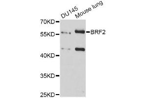 Western blot analysis of extracts of various cell lines, using BRF2 antibody (ABIN5996700) at 1:3000 dilution. (BRF2 anticorps)