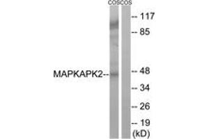 Western blot analysis of extracts from COS cells, using MAPKAPK2 (Ab-272) Antibody. (MAPKAP Kinase 2 anticorps  (AA 238-287))