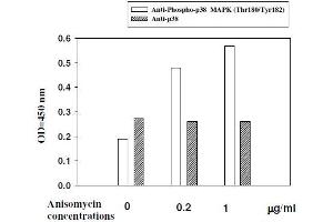 Hela cells were stimulated by different concentrations of anisomycin for 1 hour at 37 °C