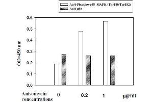 Hela cells were stimulated by different concentrations of anisomycin for 1 hour at 37 °C (MAPK14 Kit ELISA)