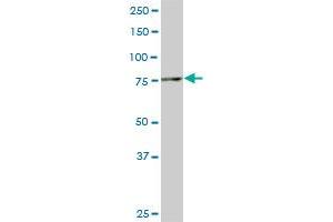 SMURF1 monoclonal antibody (M01), clone 1D7.