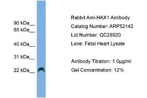 WB Suggested Anti-HAX1  Antibody Titration: 0. (HAX1 anticorps  (Middle Region))
