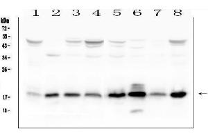 Western blot analysis of TIMM17A using anti-TIMM17A antibody (ABIN6719637).