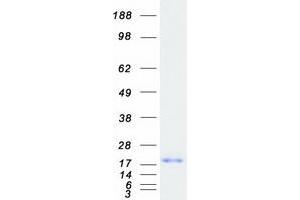 Validation with Western Blot