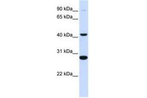 Image no. 1 for anti-Cytochrome B-561 (CYB561) (AA 144-193) antibody (ABIN6743085) (CYB561 anticorps  (AA 144-193))