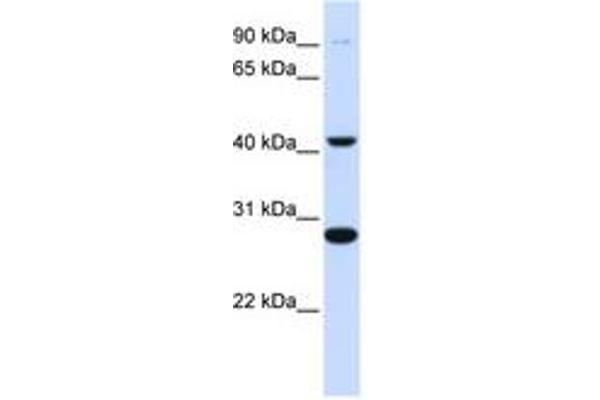 CYB561 anticorps  (AA 144-193)