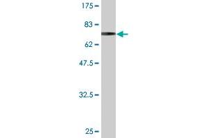 Western Blot detection against Immunogen (66.