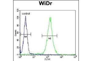 FBXO34 Antibody (C-term) (ABIN651879 and ABIN2840436) flow cytometric analysis of WiDr cells (right histogram) compared to a negative control cell (left histogram). (FBXO34 anticorps  (C-Term))