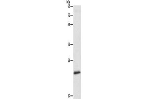 Western Blotting (WB) image for anti-Autophagy Related 10 (ATG10) antibody (ABIN2429199) (ATG10 anticorps)