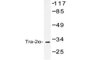 Western blot (WB) analysis of Tra-2alpha antibody in extracts from COS-7 cells. (TRA2A anticorps)