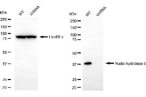 Western blotting analysis using nudix hydrolase 9 antibody (ABIN7799690).