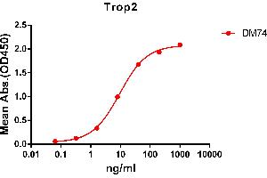 ELISA plate pre-coated by 2 μg/mL (100 μL/well) Human Trop2 protein, mFc-His tagged protein ((ABIN6961178, ABIN7042385 and ABIN7042386)) can bind Rabbit anti-Trop2 monoclonal antibody(clone: DM74) in a linear range of 1-100 ng/mL.