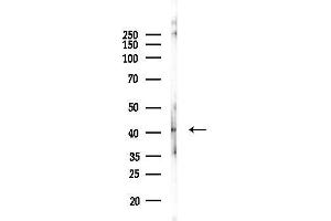 anti-Urotensin 2 Receptor (UTS2R) (C-Term) antibody