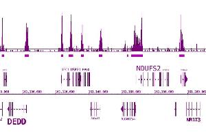 BRD3 antibody (pAb) tested by ChIP-Seq.