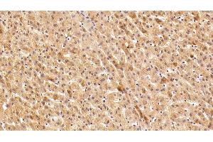Detection of HMGCR in Porcine Liver Tissue using Polyclonal Antibody to 3-Hydroxy-3-Methylglutaryl Coenzyme A Reductase (HMGCR)