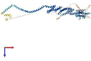 AlphaFold protein structure predicition of Human Recombinant COG8 Protein, UniprotID Q96MW5