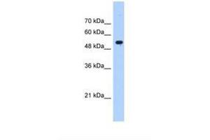 anti-Interferon-Induced Protein with Tetratricopeptide Repeats 3 (IFIT3) (AA 51-100) antibody