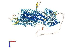 AlphaFold protein structure predicition of Human Recombinant ABCC6 Protein, UniprotID O95255