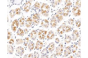 Immunohistochemistry analysis of paraffin-embedded human stomach using CXCR7 Polyclonal Antibody at dilution of 1:100. (CXCR7 anticorps)