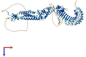 AlphaFold protein structure predicition of Mouse Recombinant Lrrc8d Protein, UniprotID Q8BGR2