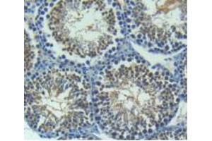 IHC-P analysis of Mouse Testis Tissue, with DAB staining. (Angiopoietin 2 anticorps  (AA 19-147))