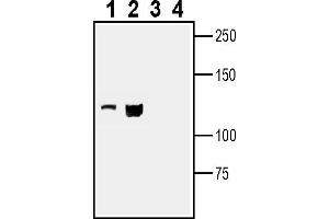 Western blot analysis of mouse J774 macrophage cell line lysate (lanes 1 and 3) and mouse  T-cell lymphoma cell line lysate (lanes 2 and 4):1-2. (Leptin Receptor anticorps  (Extracellular))