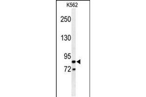 Western blot analysis of AVIL Antibody in K562 cell line lysates (35ug/lane) (Advillin anticorps  (N-Term))
