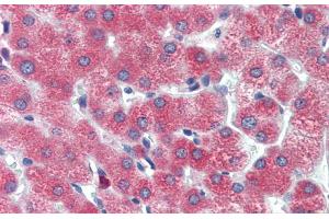 Human Liver; Immunohistochemistry with Human Liver cell lysate tissue at an antibody concentration of 5. (DBP anticorps  (Middle Region))